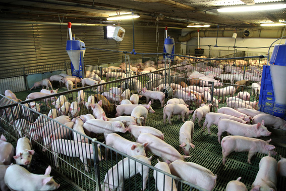 Pig-farm-Shutterstock-MAIN-low-res.jpg