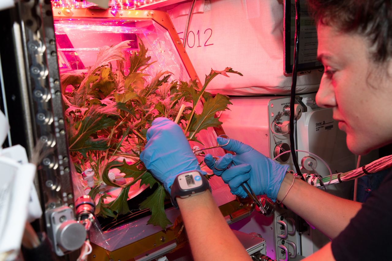 Какой овощ первый вырастили в космосе. Опыты с растениями на МКС (Международная Космическая станция). Оранжерея на МКС. Растения в космосе. Растения выращенные в космосе.